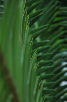 /album/kuranda/img-2813-533x800-jpg/